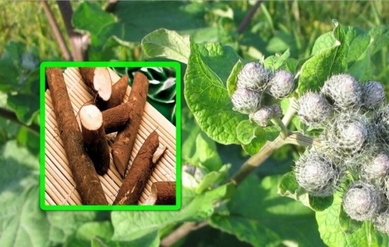 La bardana è molto apprezzata nel trattamento dell'artrosi dell'articolazione del ginocchio con rimedi popolari.