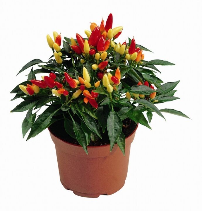 capsicum capsicum in HondroFrost nella poliartrite